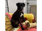 Adopt Abby a Black Boxer / Labrador Retriever / Mixed dog in Willington