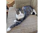 Adopt Alyssum a Brown Tabby Domestic Shorthair (short coat) cat in Mississauga