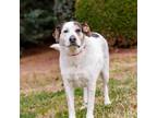 Adopt Willett 12235 a Hound, Pointer