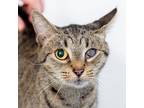 Adopt Cupcake a Domestic Short Hair