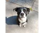 Adopt Penny a Boston Terrier, Mixed Breed