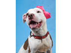 Adopt APRIL a Pit Bull Terrier, Mixed Breed