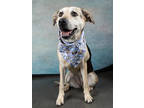 Adopt Marley a Foxhound, Mixed Breed