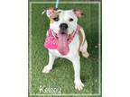 Adopt KELSEY a American Bully