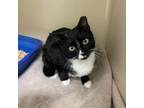 Adopt Gladdis a Domestic Short Hair