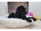 Goldendoodle Puppy for sale in Fort Wayne, IN, USA