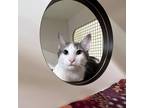 Adopt Flint a Domestic Shorthair cat in Richardson, TX (38389552)
