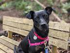 Adopt Gigi a Black Hound (Unknown Type) / Mixed dog in BELLEVUE, WA (36838977)