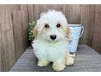 Havanese Puppy for sale in South Bend, IN, USA