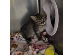 Adopt Tacoma a Gray, Blue or Silver Tabby Domestic Shorthair (short coat) cat in