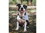 Adopt Pepperoni a Black American Pit Bull Terrier / Mixed dog in Bryan