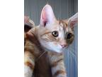 Adopt Beeli a Orange or Red Domestic Shorthair / Domestic Shorthair / Mixed cat