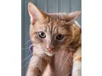 Adopt Email a Orange or Red Domestic Shorthair / Domestic Shorthair / Mixed cat