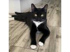 Adopt Felix a All Black Domestic Shorthair / Mixed cat in Houston, TX (38348162)