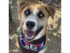 Adopt Blue a Tan/Yellow/Fawn Mixed Breed (Medium) / Mixed dog in Taos