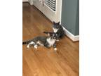 Adopt Bentley a Gray or Blue (Mostly) Domestic Shorthair / Mixed (short coat)
