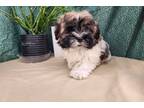 Havanese Puppy for sale in Springfield, MO, USA