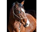 Adopt Wanda a Quarterhorse