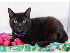 Adopt Lakewood a All Black Domestic Shorthair / Mixed (short coat) cat in