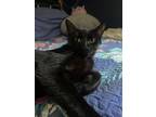 Adopt Charm a Domestic Short Hair