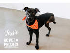 Adopt Jessie a Black Mixed Breed (Large) / Mixed dog in Kansas City