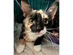 Adopt SUSHI a Calico or Dilute Calico Domestic Shorthair (short coat) cat in