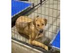 Adopt Megan 23 a Labrador Retriever / Bloodhound / Mixed dog in Brookhaven