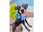 Adopt Tux a Black Mixed Breed (Large) / Mixed dog in Binghamton, NY (38258706)