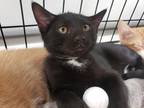 Adopt Blackberry a Black (Mostly) Bombay (short coat) cat in Houston
