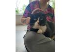 Adopt Bucky a All Black Domestic Shorthair / Domestic Shorthair / Mixed cat in