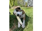 Adopt Odie a White - with Brown or Chocolate Bernese Mountain Dog / Anatolian