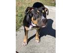 Adopt Bertha a Black - with Tan, Yellow or Fawn Rottweiler / Hound (Unknown