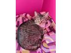 Adopt Tinkerbell a Domestic Short Hair