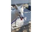 Adopt BLAIRE a White Siberian Husky / Mixed dog in Ventura, CA (38419132)