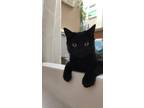 Adopt Tera a Black & White or Tuxedo Domestic Shorthair / Mixed (short coat) cat
