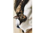 Adopt Dottie a Calico or Dilute Calico Calico / Mixed (medium coat) cat in West