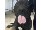 Adopt Bailey a Pit Bull Terrier