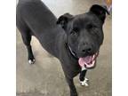 Adopt Sadie a Pit Bull Terrier