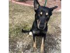 Adopt Lucy a German Shepherd Dog