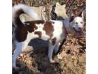 Adopt Lucy a Siberian Husky, Cattle Dog