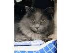 Adopt Angelo a Gray or Blue Domestic Shorthair / Domestic Shorthair / Mixed cat