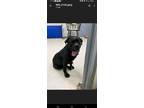 Adopt Velvet a Black Mastiff / Mixed dog in La Plata, MD (38192971)