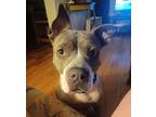 Adopt Spots a Gray/Silver/Salt & Pepper - with White American Pit Bull Terrier /