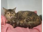 Adopt Yvonne a Domestic Short Hair, Torbie