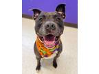 Adopt Bluto a Gray/Blue/Silver/Salt & Pepper Mixed Breed (Large) / Mixed dog in