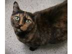 Adopt Kiki a Manx, Domestic Short Hair