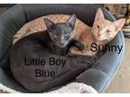 Adopt Little Boy Blue a Domestic Shorthair / Mixed (short coat) cat in Hoover