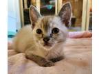 Adopt WALLFLOWER a Siamese (short coat) cat in Calimesa, CA (38256338)