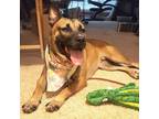 Adopt Bubbles a Brown/Chocolate Black Mouth Cur / German Shepherd Dog / Mixed