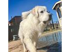 Adopt Stryker DFW a White Great Pyrenees dog in Statewide, TX (38274931)